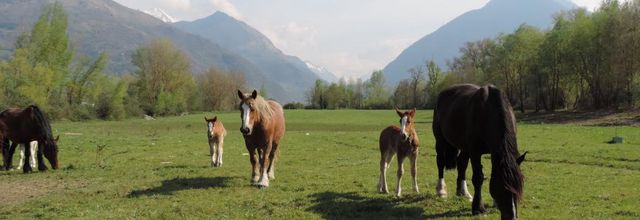 Des chevaux en familles