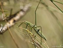 Magicienne dentelée immature (Saga pedo)