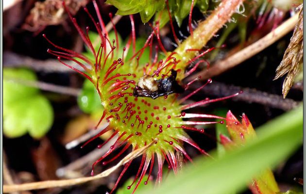 Feuille de Drosera (ou Rossolis) à feuilles rondes (Drosera rotundifolia) - Varrados - Val d'Aran - Espagne