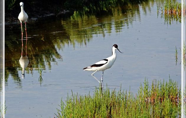 La chasse de l'Avocette élégante, Pied Avocet (Recurvirostra avosetta) - Ars-en-Ré - Île de Ré - 17