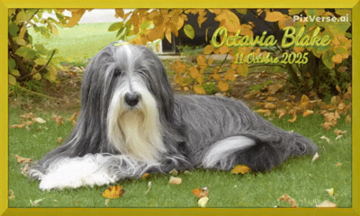 Mes créations animées - 007