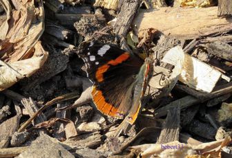un papillon cet été