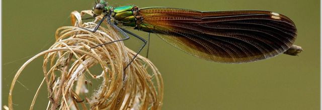 Caloptéryx Vierge (2) - Calopteryx virgo / Femelle