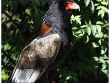 Aigle Bateleur des savanes - Terathopius ecaudatus