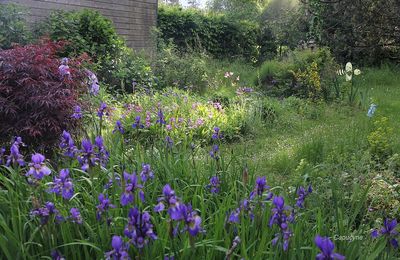 Mon jardin de mai coomme je l'aime !