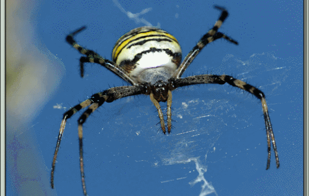 Face à face avec une araignée Argiope frelon ou Épeire fasciée (Argiope bruennichi) - Lartigau - Milhas - 31