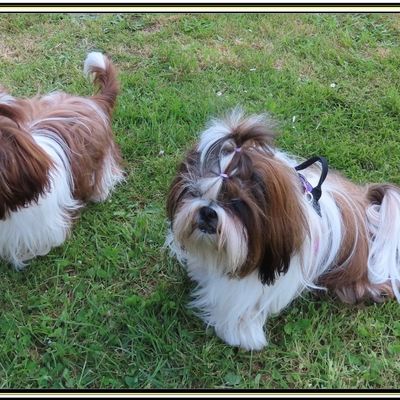 La balade annuelle des shih-tzu le 08 mai 2025