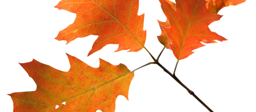 TUBES AUTOMNE