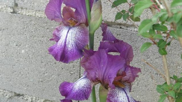 fleurs de mi-mai 