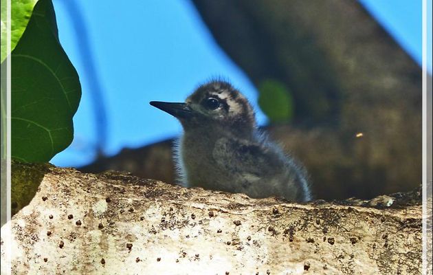 Et maintenant un poussin en équilibre sur une branche ! - Ile aux oiseaux - Vers la passe sud Tumakohua (Tetamanu) - Atoll de Fakarava - Tuamotu - Polynésie française