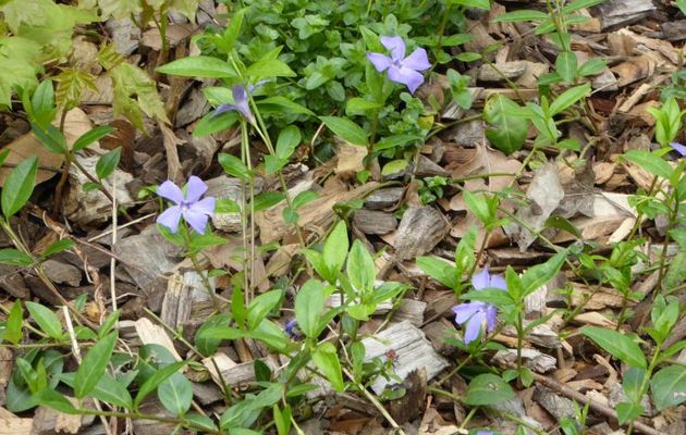 UNE SORTIE PRINTANIERE