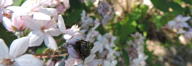 une bébète sur une fleur 