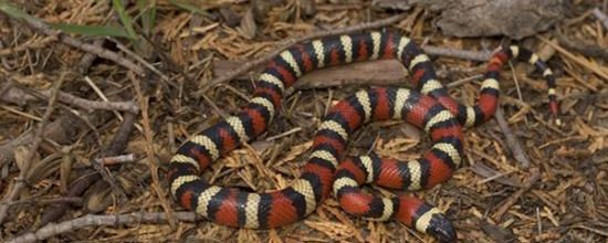 Lampropeltis zonata multicincta