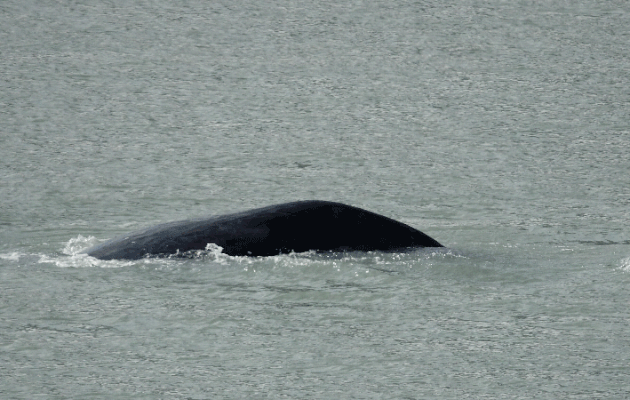 Baleine boréale, Baleine du Groenland, Bowhead whale (Balaena mysticetus) - Icy Fjord - Nunavut