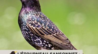 L'étourneau sansonnet