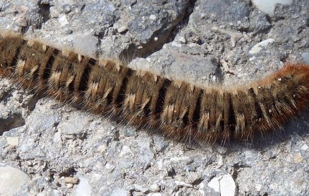 une chenille en macro