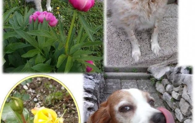 Nouvelles : Emy au jardin