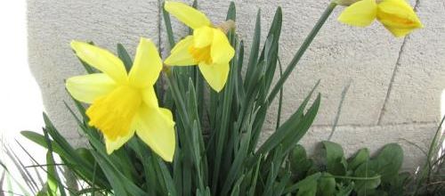 ...le printemps arrive...!