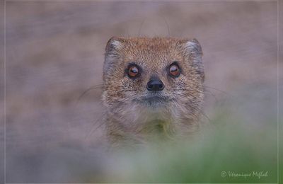 La Ménagerie, le zoo du Jardin des Plantes : Portraits de Mangouste Fauve