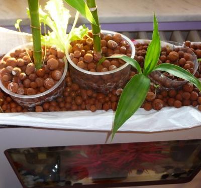 Aquaponie (15 jours apres)