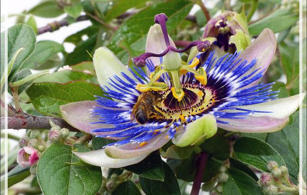 Abeille prise de passion pour une fleur - La Couarde-sur-Mer - Île de Ré - 17