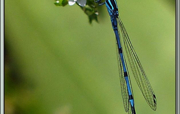 Agrion jouvencelle mâle (Coenagrion puella) - Lartigau - Milhas - 31