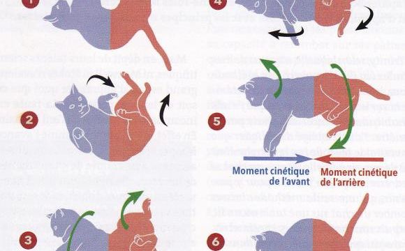 Pourquoi les chats retombent toujours sur leurs pattes ? (2)