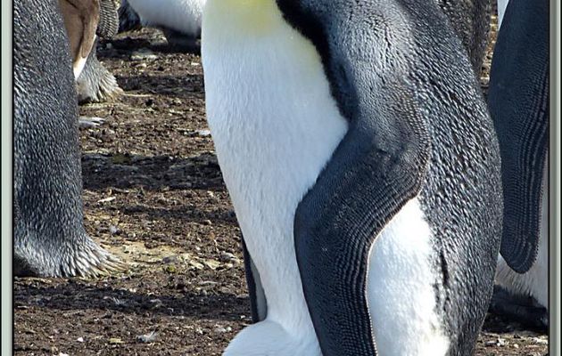 Les Manchots Royaux (Aptenodytes patagonicus) avec leurs œufs lovés entre leurs pattes et leur poche ventrale - Volunteer Point - Falkland Islands, Iles Malouines, Islas Malvinas