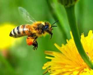 Un essaim de robotsbees