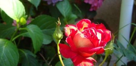 Dans mon jardin...