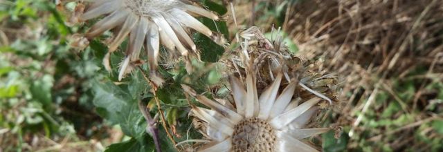 une fleur - plante !