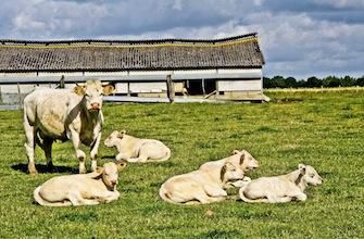 Viande issue d’animaux clonés : l'Europe se bat pour la traçabilité