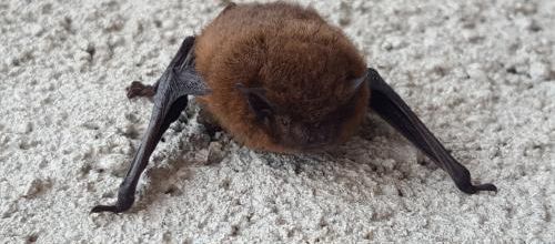 Chauve-souris