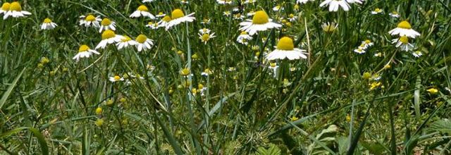 Matricaria chamomilla  -  matricaire camomille