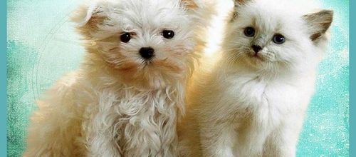 Pas d'abandons .