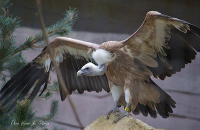 Le Parc Zoologique de Paris : Le Vautour Fauve