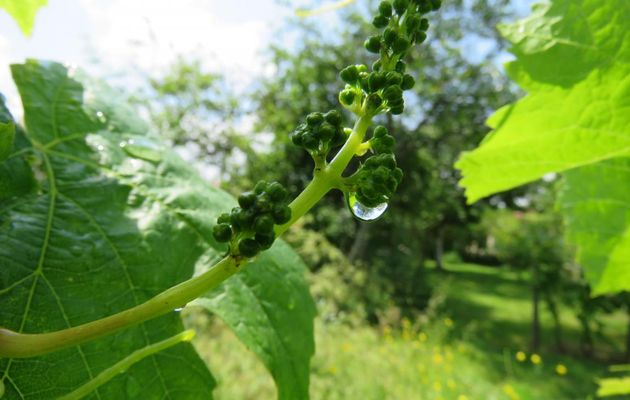 vigne et perles de pluie 