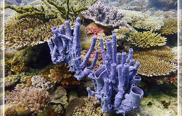 Pour terminer cette plongée, une superbe éponge, sous toute réserve Grande éponge tubulaire bleue, Large blue tube-sponge (Haliclona fascigera) - Baleine - Tsarabanjina - Mitsio - Madagascar
