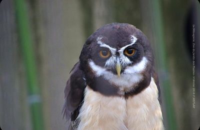 Ménagerie du Jardin des Plantes : Chouette à Lunettes