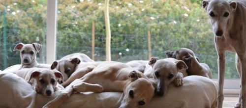 Nos grands bébés de 8 semaines!