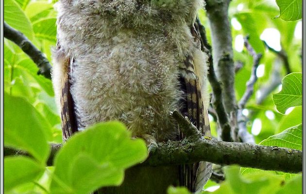 Le regard angélique du jeune hibou moyen-duc - Lartigau - Milhas - 31