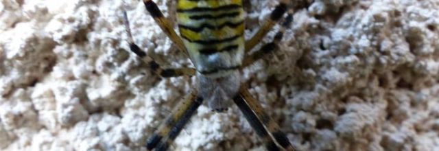 Argiope frelon.