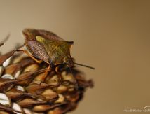 Punaise Carpocoris