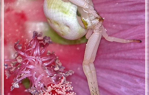 La métamorphose de l'Araignée crabe Thomise variable (jaune à l'origine) se poursuit petit à petit - Lartigau - Milhas - 31