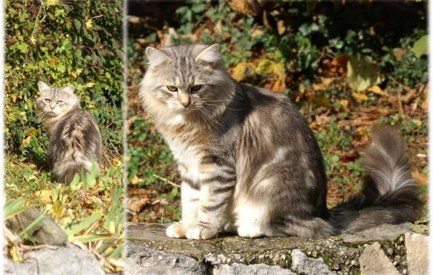 Emy vous présente Rambo