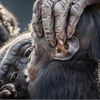 Ongles bizarres