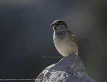 Moineau domestique