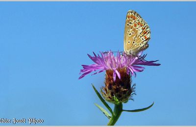 Azuré Commun (1) - Polyommatus icarus / Femelle