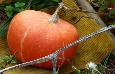 Le jardin se meurt......