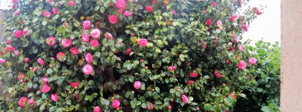 Mon jardin